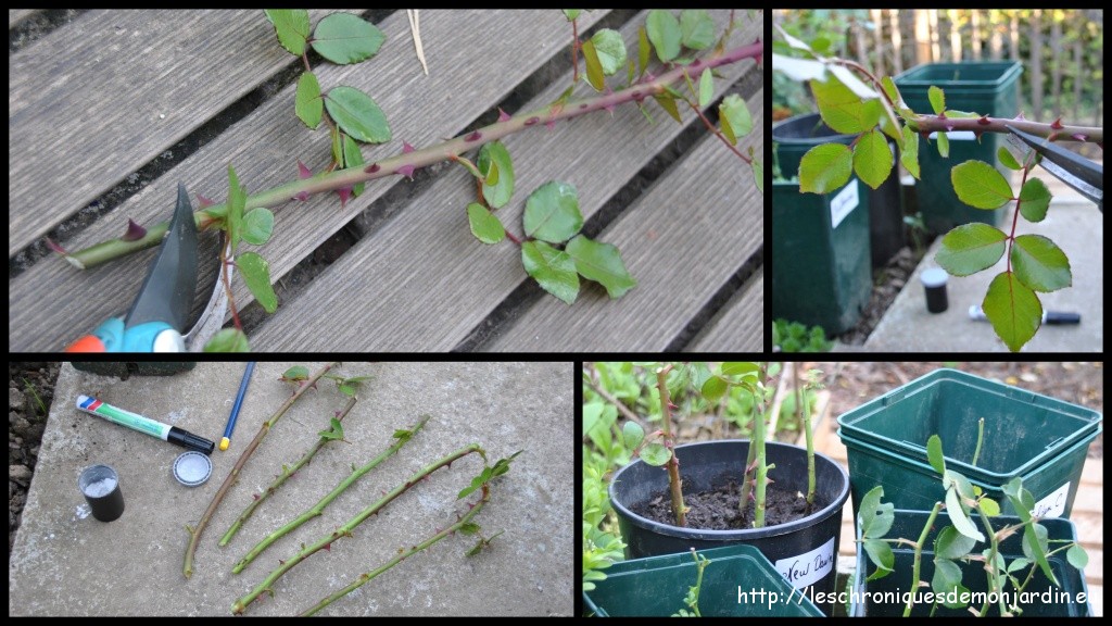 Boutures de rosiers Les Chroniques de mon Jardin