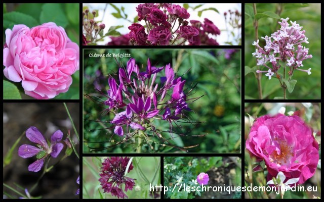 Mon JARDIN4