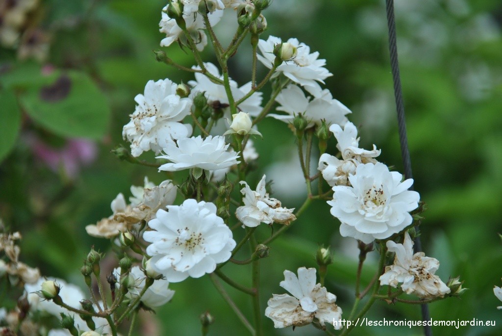Petites fleurs blanches pour bouquets