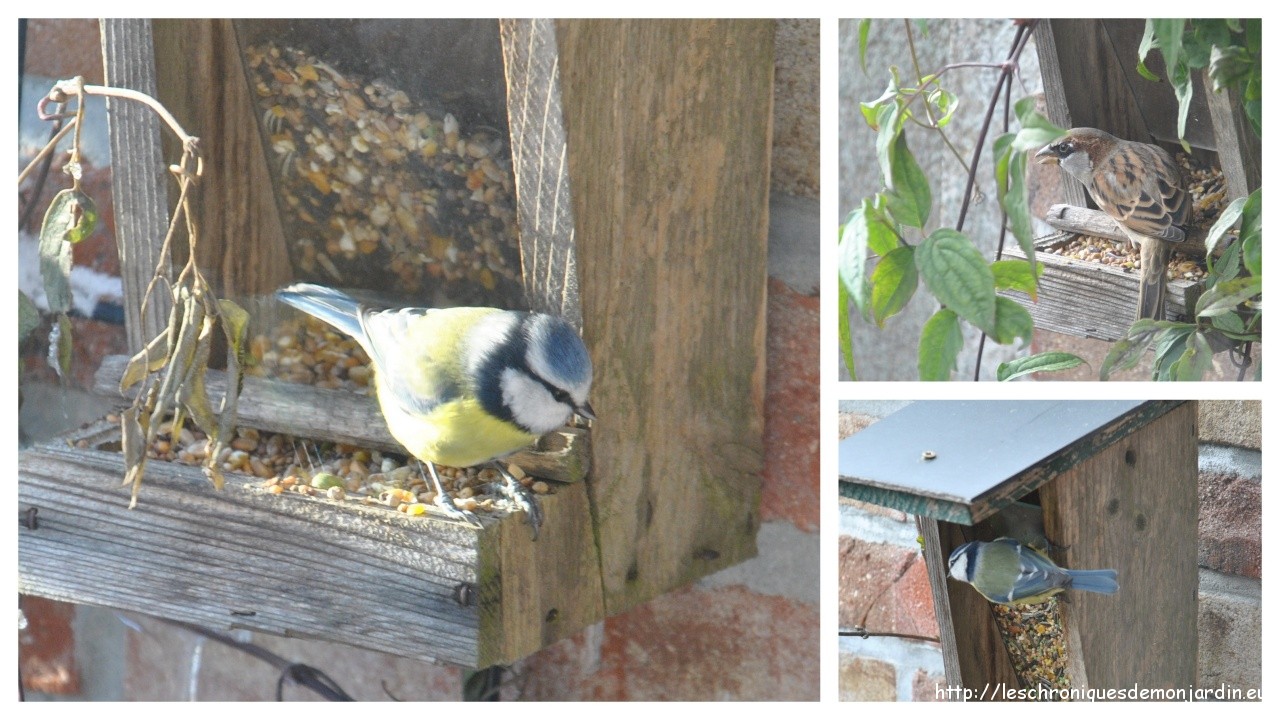 Les Mangeoires Aux Oiseaux Les Jardins De Malorie