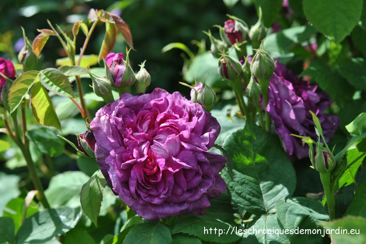 rosa 'Reine des Violettes'