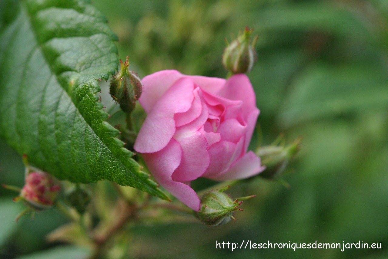 rosa 'Belle des Fagnes'