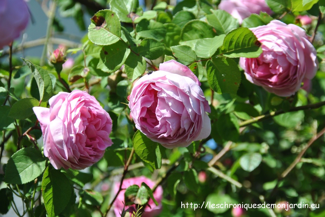 rosa 'Constance Spry'
