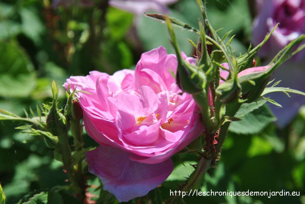 rosa 'Quatre Saisons'