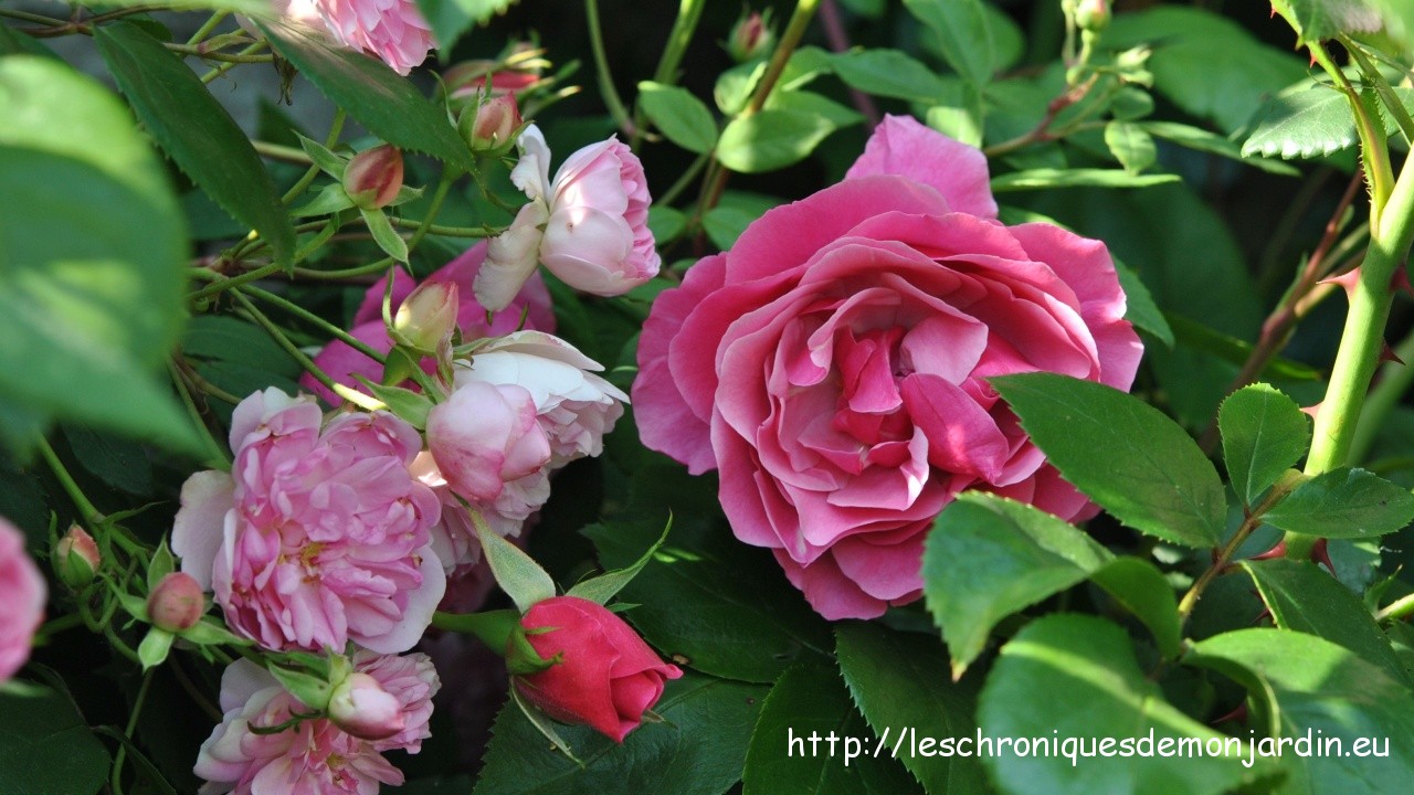 rosa 'Belle de Sardaigne' et rosa 'Théo'