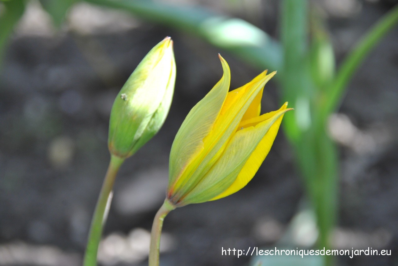 tulipa 'sylvestris'