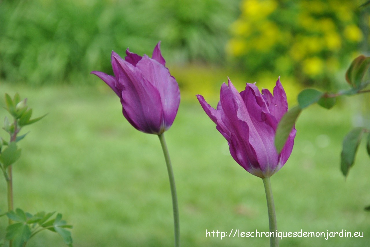 tulipa fleur de lys 'Burgundy'