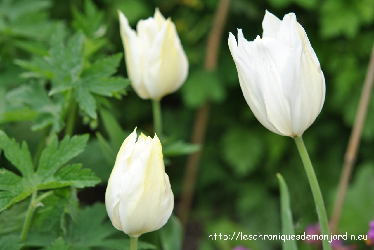 tulipa 'White Triumphator'