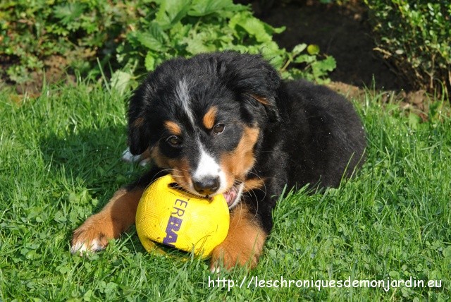 Les chroniques de mon chien: Nala joue | Les Chroniques de Les chroniques de mon chien: Nala joue | Les Chroniques de