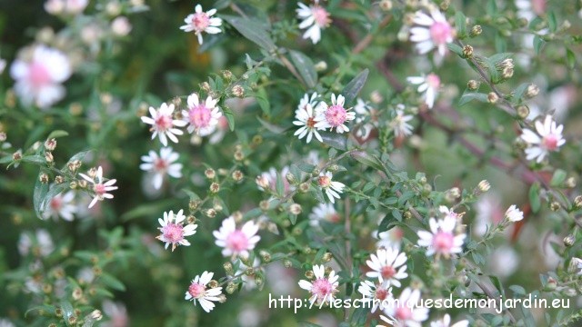 aster 'Lady in Black'